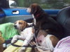 Roxie the Loving Beagle