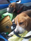 Roxie the Loving Beagle