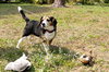 Roxie the Loving Beagle