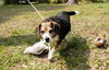 Roxie the Loving Beagle