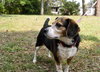 Roxie the Loving Beagle