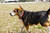 Roxie the Loving Beagle