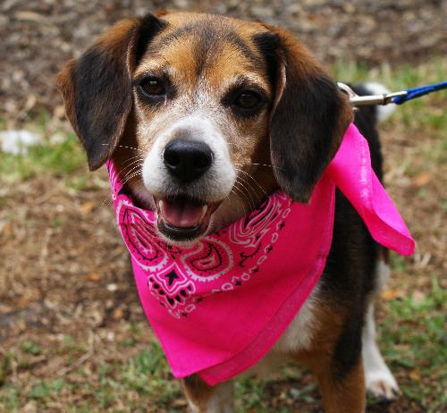 Roxie the Loving Beagle