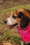 Roxie the Loving Beagle