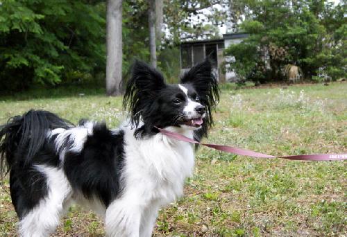 Domino the Papillion