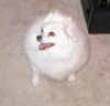 Bingo the  American Eskimo