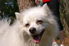 Bingo the  American Eskimo