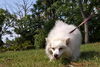 Bingo the  American Eskimo