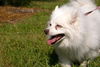 Bingo the  American Eskimo