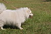 Bingo the  American Eskimo