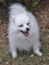 Bingo the  American Eskimo