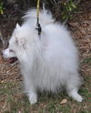 Bingo the  American Eskimo