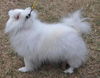 Bingo the  American Eskimo