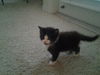 Henry the Kitten