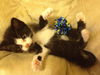 Henry the Kitten