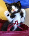 Henry the Kitten