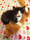 Henry the Kitten