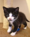 Henry the Kitten
