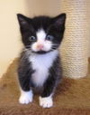 Henry the Kitten