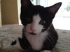 Henry the Kitten