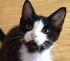 Henry the Kitten