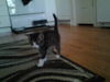 Winston the Kitten