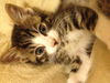 Winston the Kitten