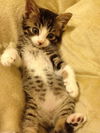 Winston the Kitten