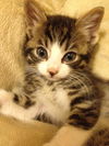 Winston the Kitten
