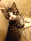Winston the Kitten