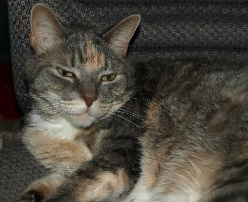 Tweety the Senior for Senior DECLAWED