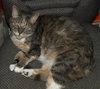 Tweety the Senior for Senior DECLAWED