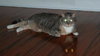 Tweety the Senior for Senior DECLAWED