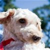 Timmy the Poodle/JRT Mix