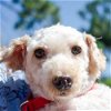 Timmy the Poodle/JRT Mix