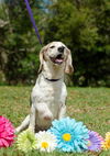 Flower the Beagle