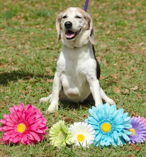 Flower the Beagle
