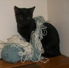 Piper the Beautiful Manx