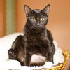 Piper the Beautiful Manx