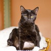Piper the Beautiful Manx