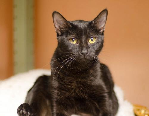 Piper the Beautiful Manx