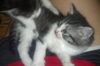 Sully the Kitten