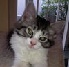 Sully the Kitten