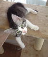 Sully the Kitten