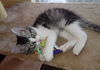 Sully the Kitten