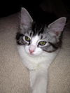 Sully the Kitten