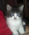 Riley the Lover Boy Kitten