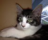 Riley the Lover Boy Kitten
