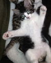 Riley the Lover Boy Kitten
