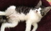 Riley the Lover Boy Kitten